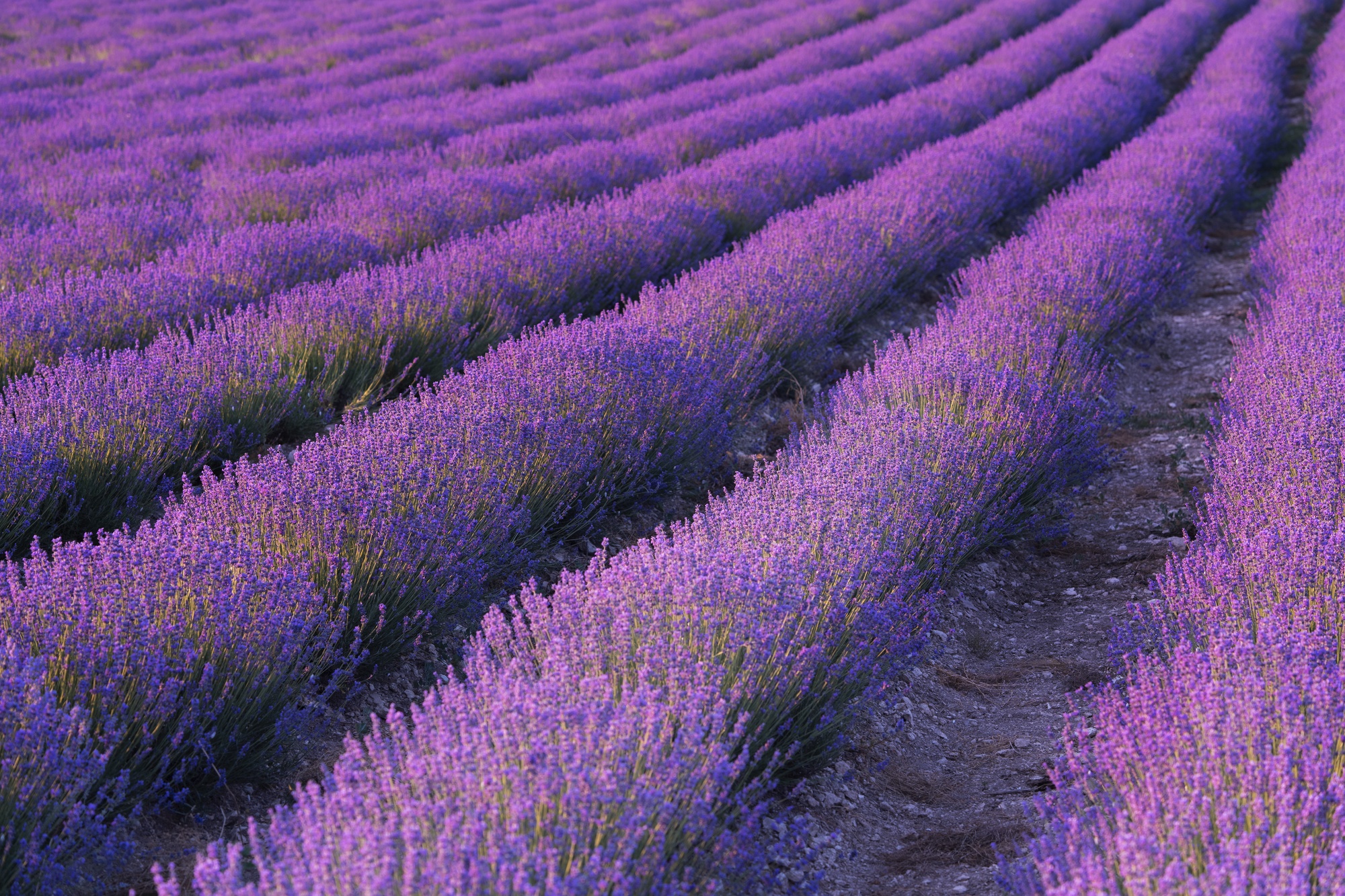 Lavender field with purple flowers.